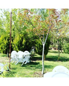 Kendin Pişir Kendin Ye